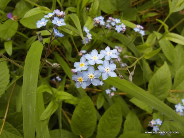 Forget-me-knots